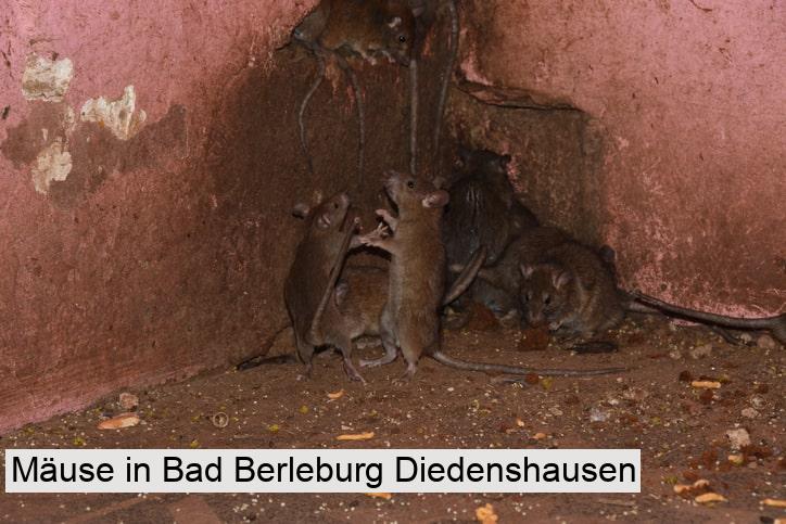 Mäuse in Bad Berleburg Diedenshausen